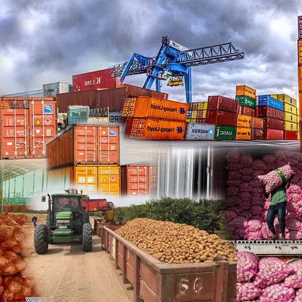 Gezawa%20Commodity%20Exchange%20Market