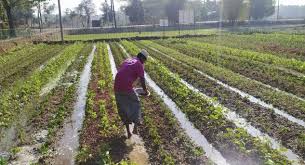 Gezawa Commodity Exchange Market